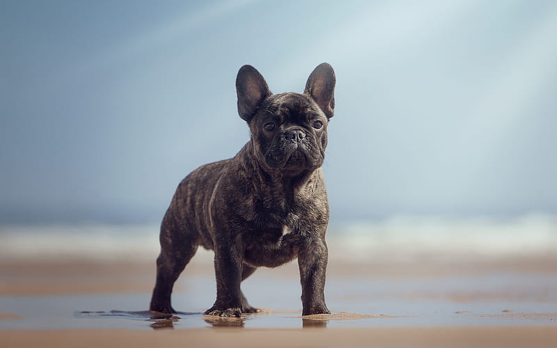 French Bulldog, black puppy, little cute dog, pets, beach, sea, water, sand, HD wallpaper