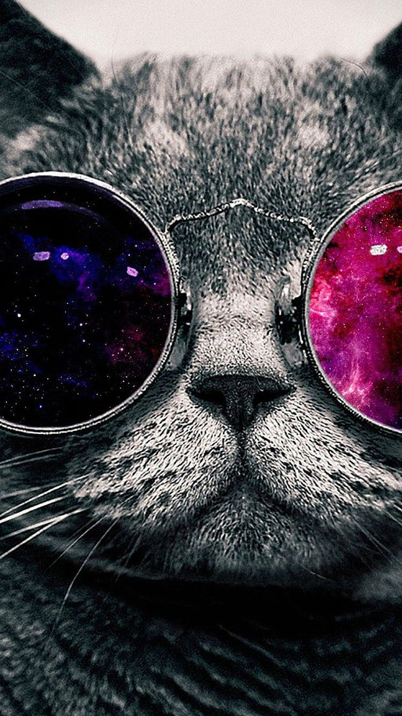 Cat, glasses, glass, cute, hipster, cool, funny, cats, HD phone wallpaper