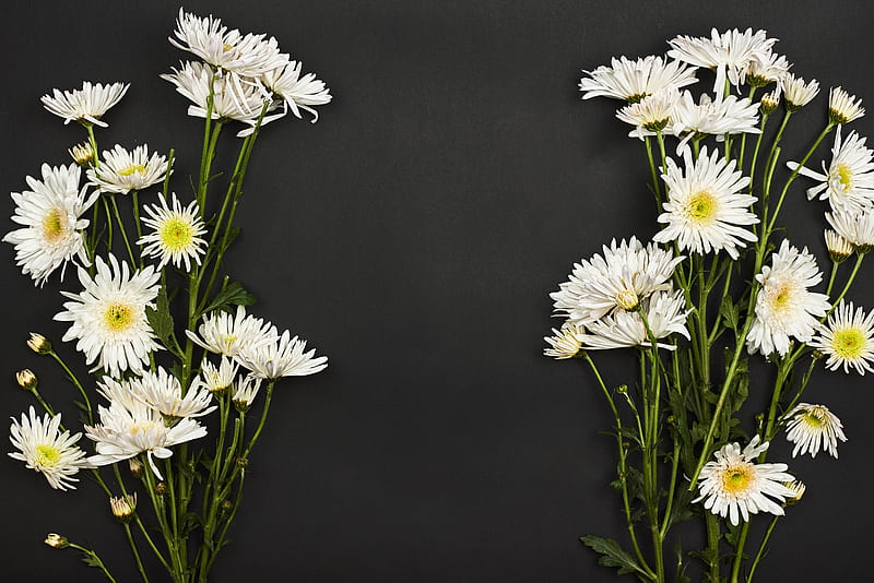 chrysanthemums, flowers, bouquet, white, HD wallpaper