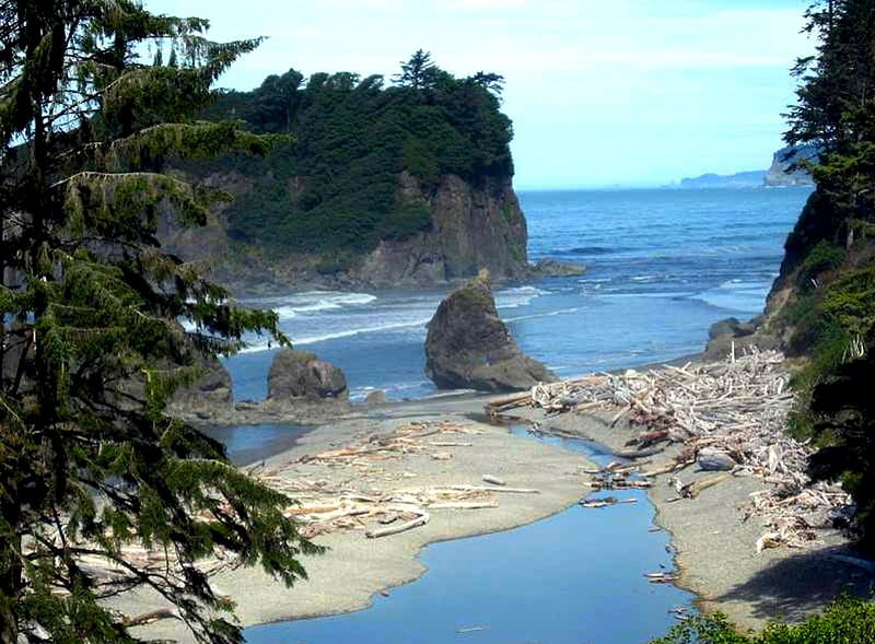 Washington Coast, driftwood, sand, pacific northwest, seaside, coast, HD wallpaper