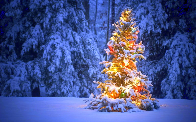 Chirstmas Tree, Christmas, holidays, Christmas Tree, love four seasons ...
