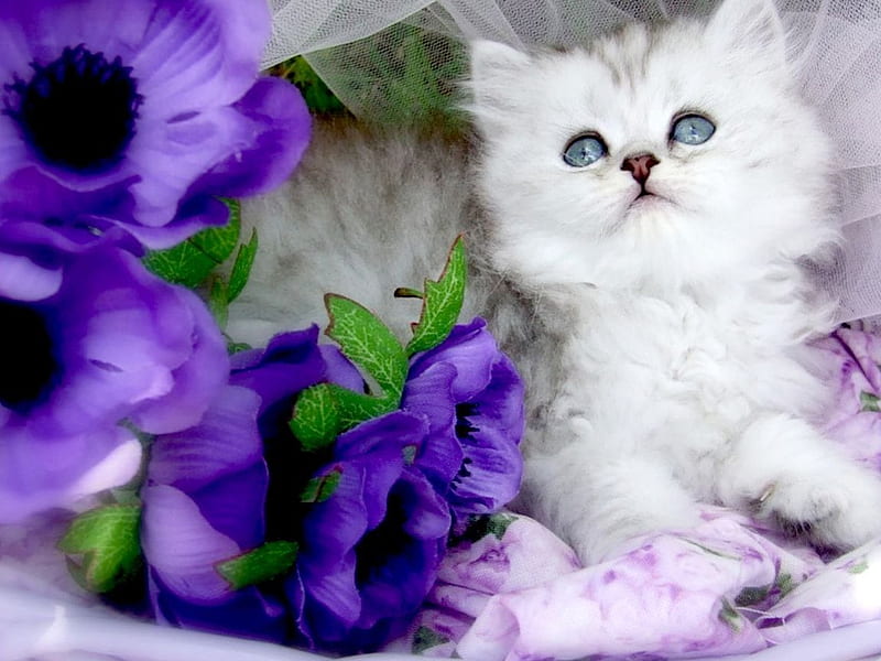 Purple Beauty, pretty, kitty, bonito, lavender, cat, cute, green, purple, flowers, white, animals, HD wallpaper