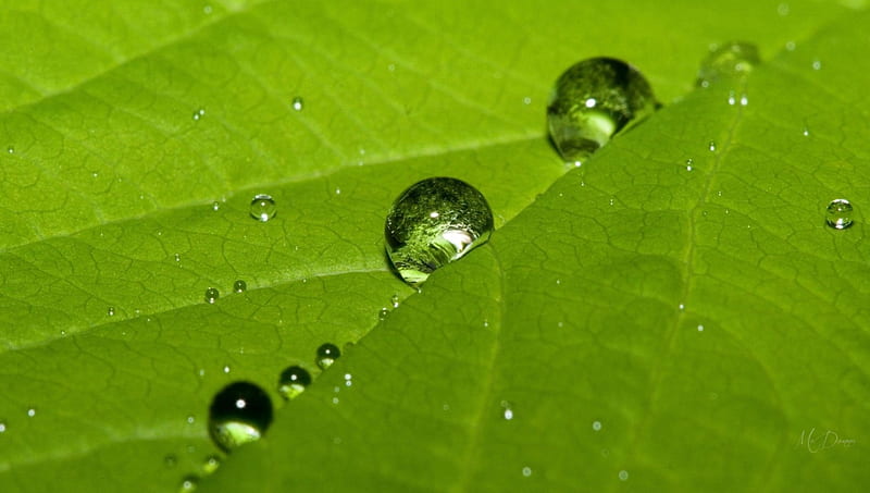 Dew Drops on Leaf, fresh, raindrops, spring, leaf, leaves, green, summer, dew drops, Firefox Persona theme, HD wallpaper