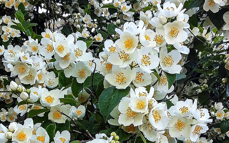 Jasmine, blossoms, flowers, blooms, Latvia, HD wallpaper