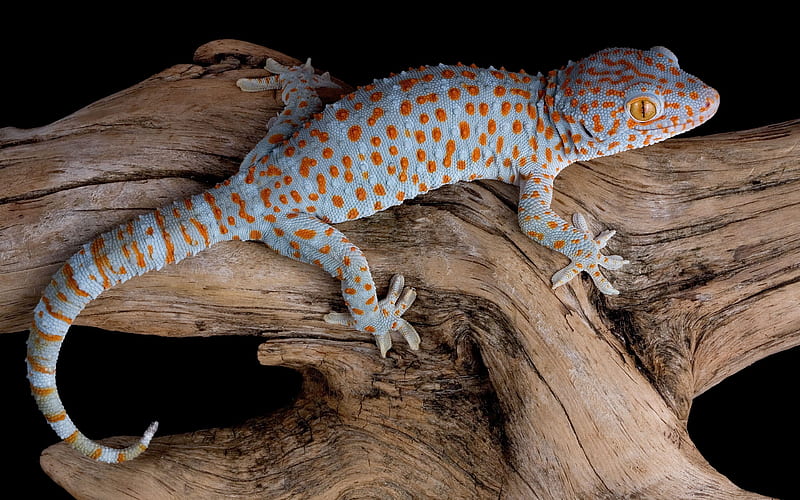 gecko toki, gekko gecko, lizard, HD wallpaper