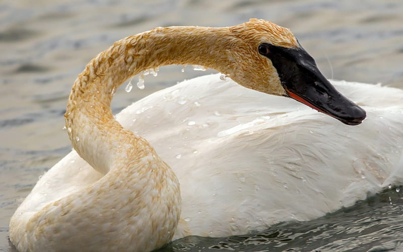 *** A young swan ***, young, bird, birds, swan, animals, animal, HD wallpaper