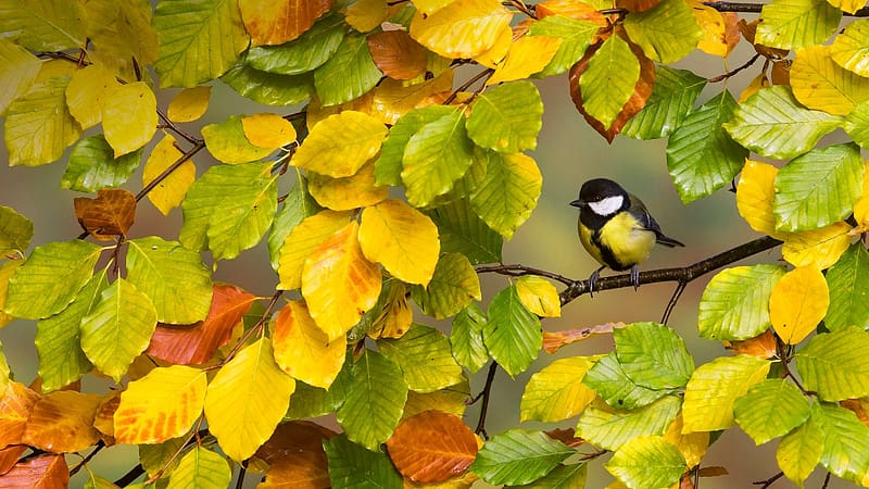 Great Tit, leaf, toamna, pasari, pitigoi, bird, one, blue tit, yellow, green, autumn, nature, HD wallpaper