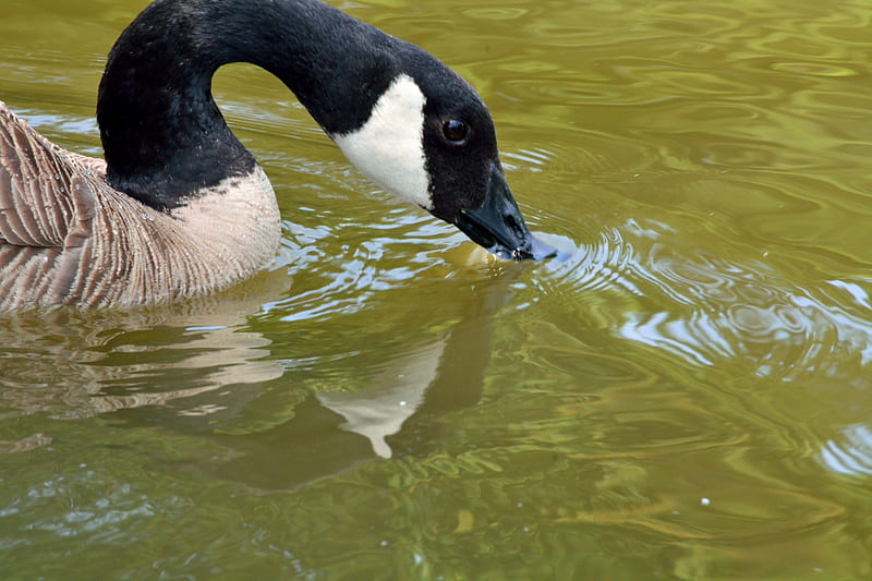 Thirsty Duck, geese, duck, canadian geese, goose, HD wallpaper