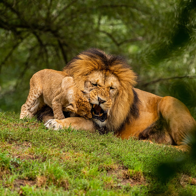 lion, cub, playful, predator, wildlife, HD phone wallpaper