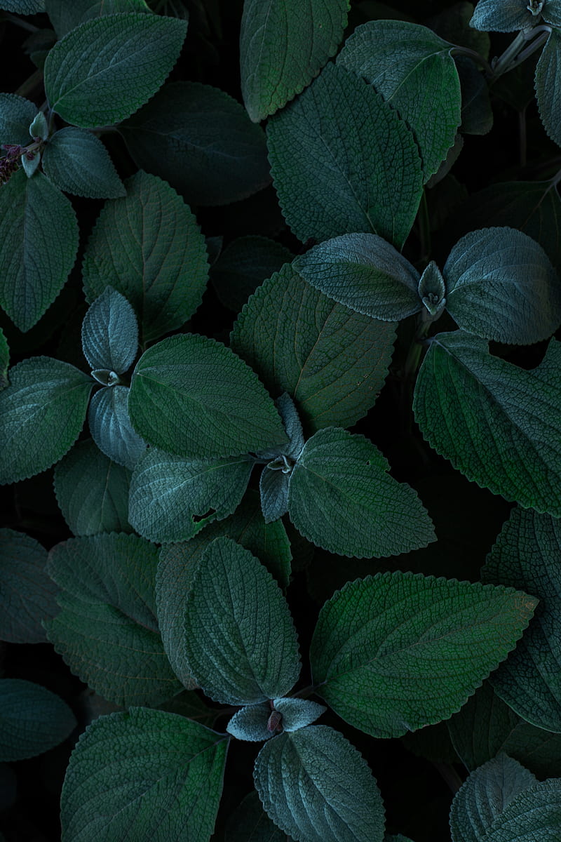 Green and red leaf plant, HD phone wallpaper | Peakpx