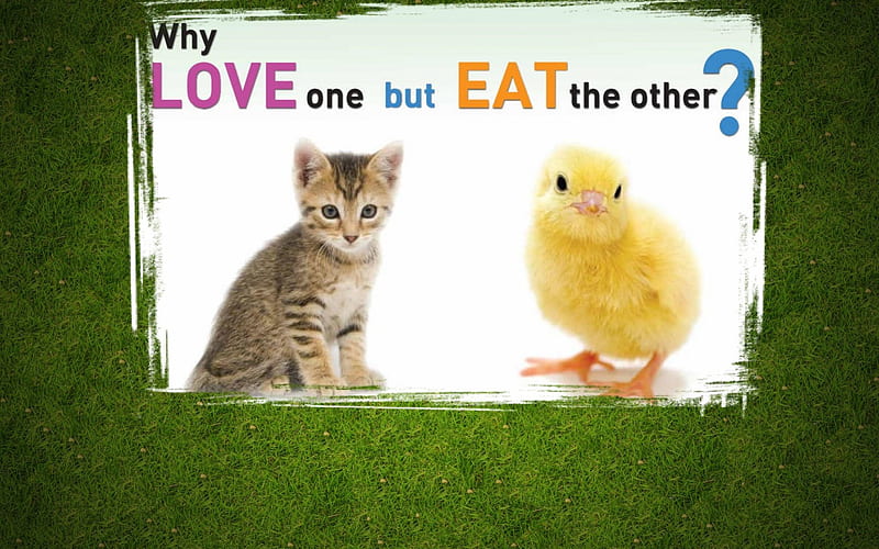 veggy , chicken, veg, vegetarian, cat, eat, bird, love, vegan, HD wallpaper