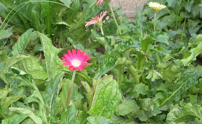 Daisies, pretty, flowers, nature, HD wallpaper