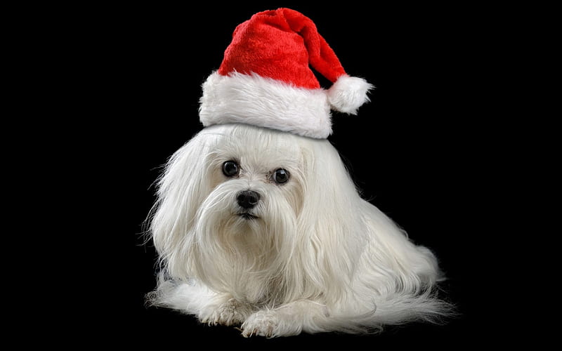 2K free download | Christmas dog, red, craciun, christmas, black ...