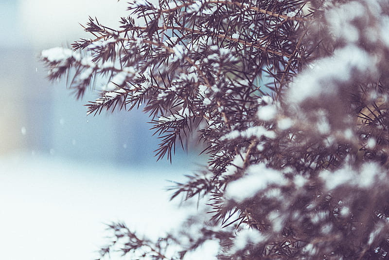 Winter Tree Snow , winter, snow, nature, HD wallpaper