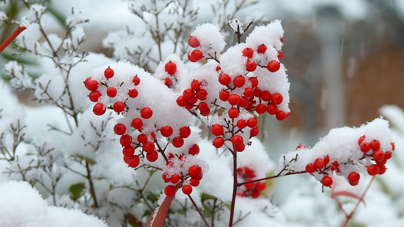 Red in Winter, red, nature, Cherries, winter, HD wallpaper