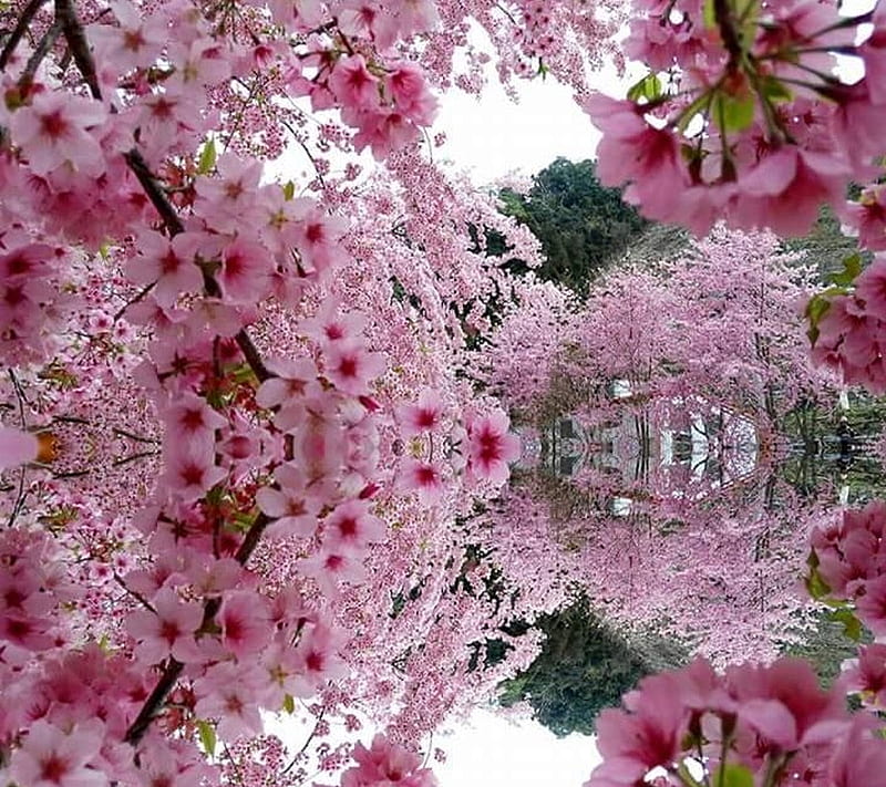 Spring Time, HD wallpaper