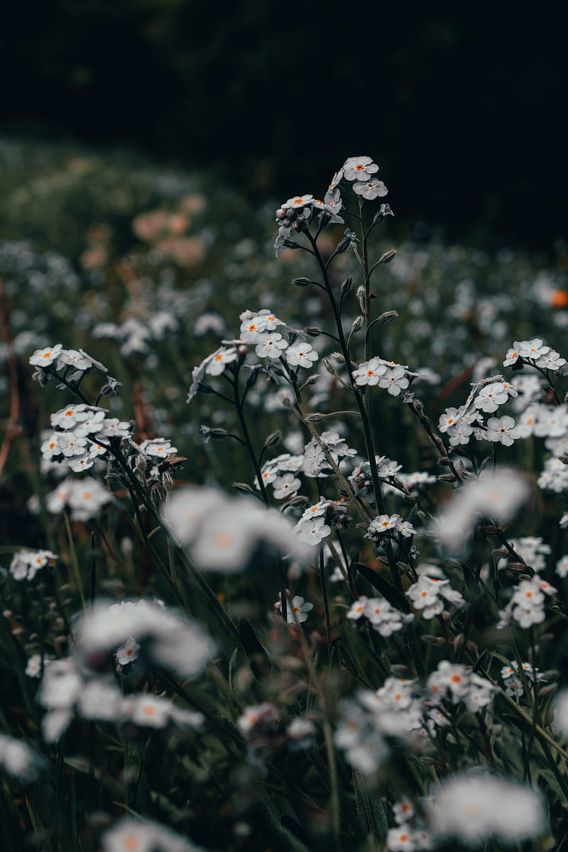 flowers, white, field, wild, plants, HD phone wallpaper