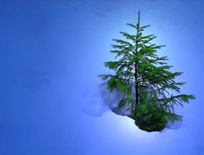 Lost in the snow, green, snow, deep, fir tree, small, winter, HD wallpaper