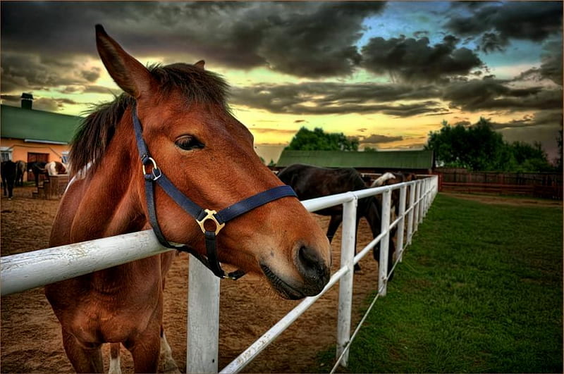Contemplating, fence, grass, pasture, trees, clouds, horses, barn, HD wallpaper