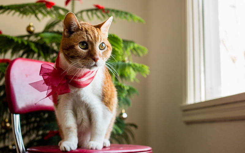 Adorable Cat, christmas tree, christmas, kitty, ribbon, adorable, bow