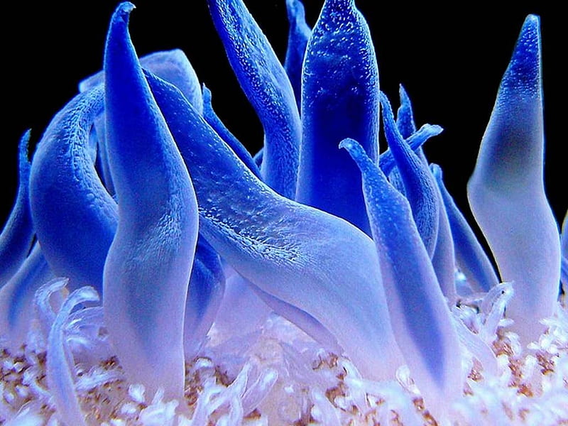 Anemone 2, Fish, Sea, Anemone, Ocean, Blue, Underwater, HD wallpaper