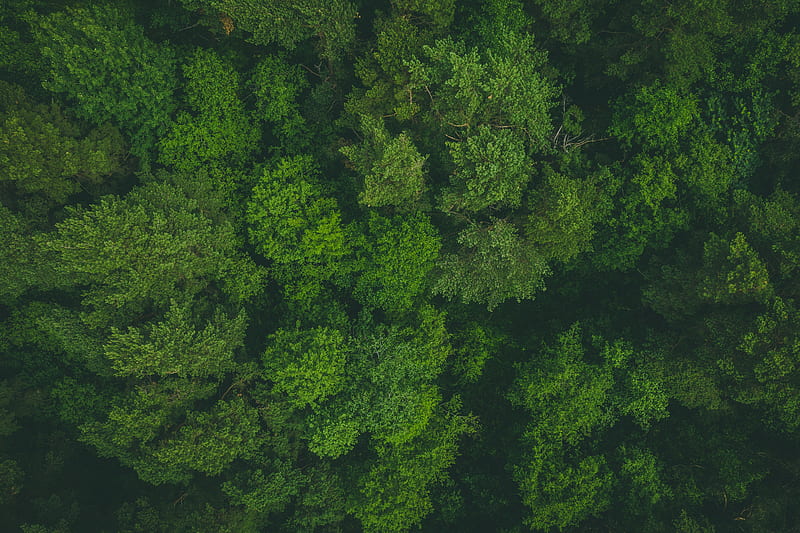 trees, treetops, aerial view, forest, green, HD wallpaper