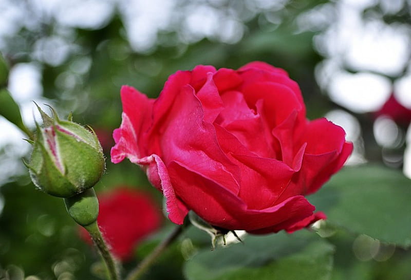 A Kiss of Rose, rose, dew, blossoms, beauty, drops, petals, delicate ...