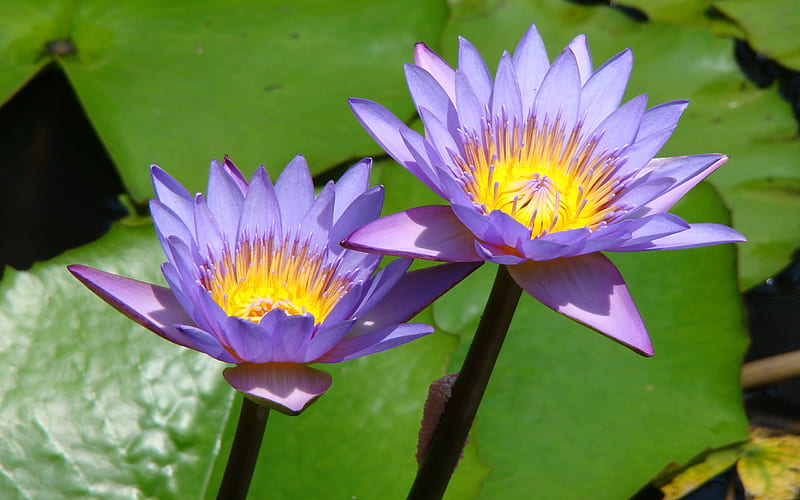 Water Lilies, pond, water, purple, green, flower, lilies, lillypad, HD wallpaper
