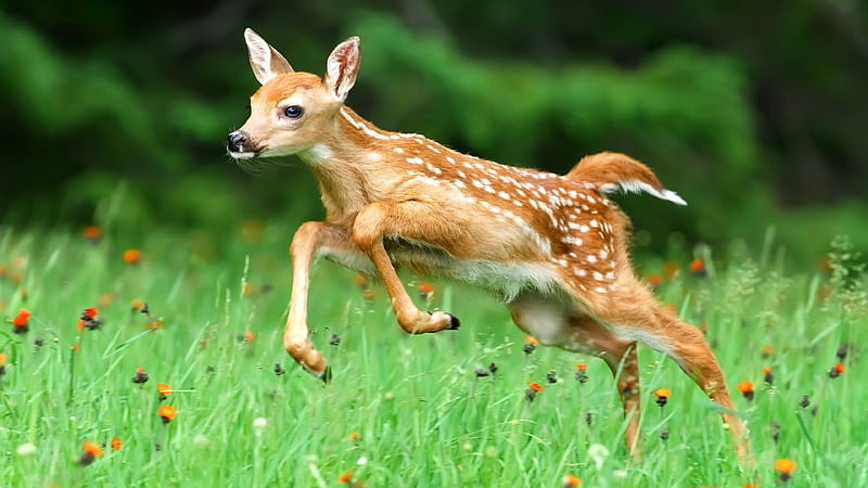 Cute Baby Deer Is Running On Green Plants With Flowers Deer, HD wallpaper