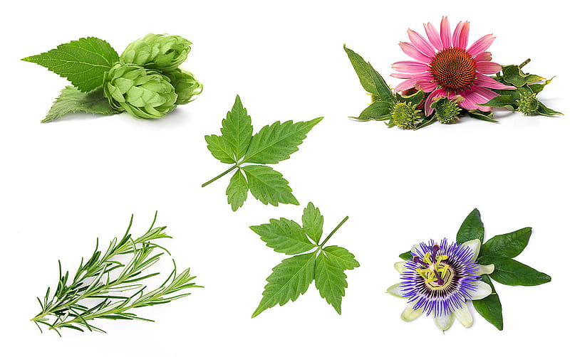 Medicinal Plants to Grow This Season, HD wallpaper