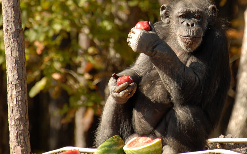 CHIMPANZEE, EATING SOME FRUIT, fruit, some, eating, chimpanzee, HD wallpaper
