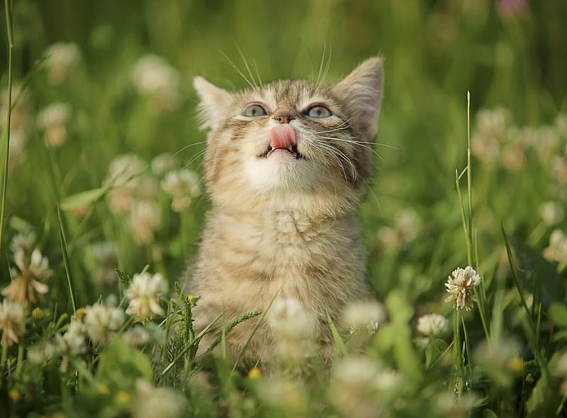 curiosity kitten in the garden, garden, curiosity, kitten, cats, animals, HD wallpaper