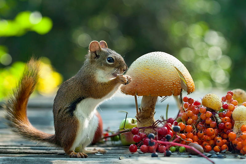 squirrel with forest gifts, squirrel, bokeh, berries, mushroom, mountain ash, viburnum, rodent, animal, HD wallpaper