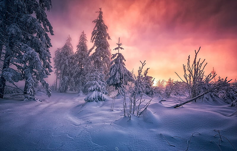 Winter, Forest, Snow, Morning, South West Germany, The Black Forest, Baden Württemberg For , Section природа, HD wallpaper