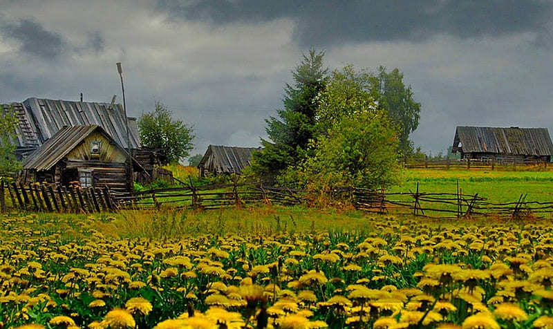 Yellow field, farm, cottage, yellow, spring, field, HD wallpaper | Peakpx