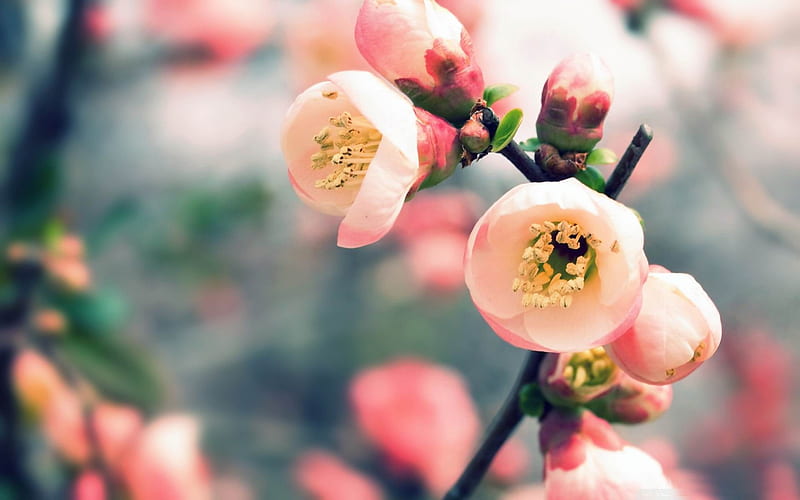 welcome spring-spring landscape, HD wallpaper