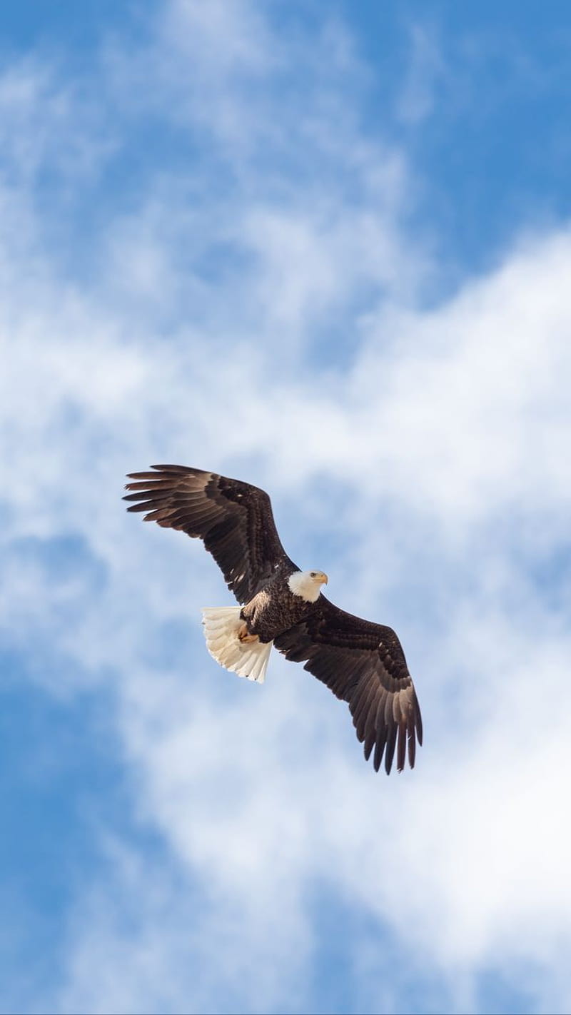 American Eagle, america, blu sky, clouds, in flight, team, HD phone wallpaper