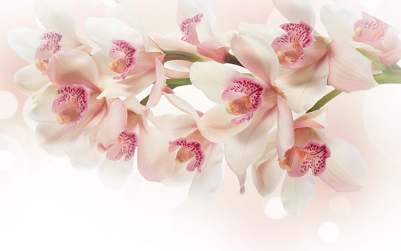 orchid, pink orchid, orchid branch, tropical flowers, HD wallpaper