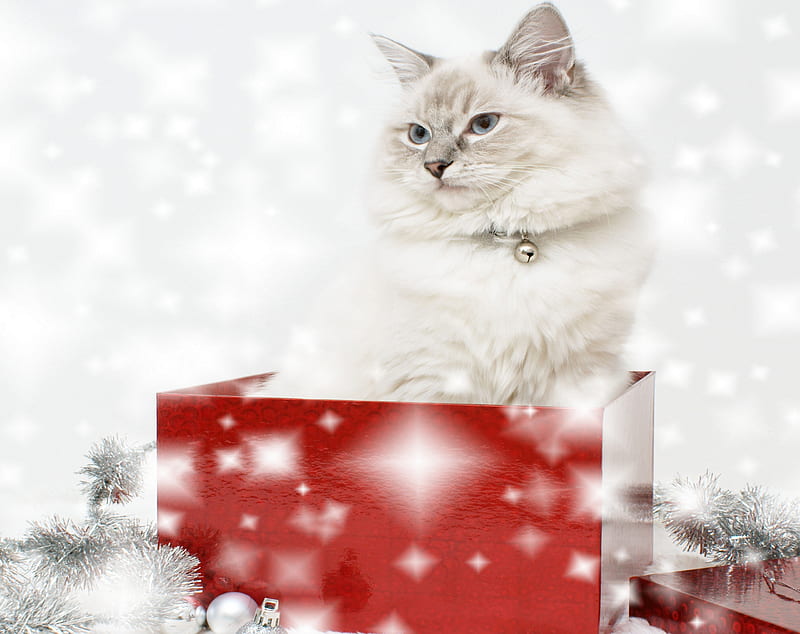 Adorable Cat, red, pretty, box, bonito, adorable, magic, xmas, sweet, ball, magic christmas, beauty, face, animals, lovely, holiday, christmas, kitty, colors, new year, happy new year, gift, cat, cat face, cute, merry christmas, balls, eyes, cats, kitten, HD wallpaper