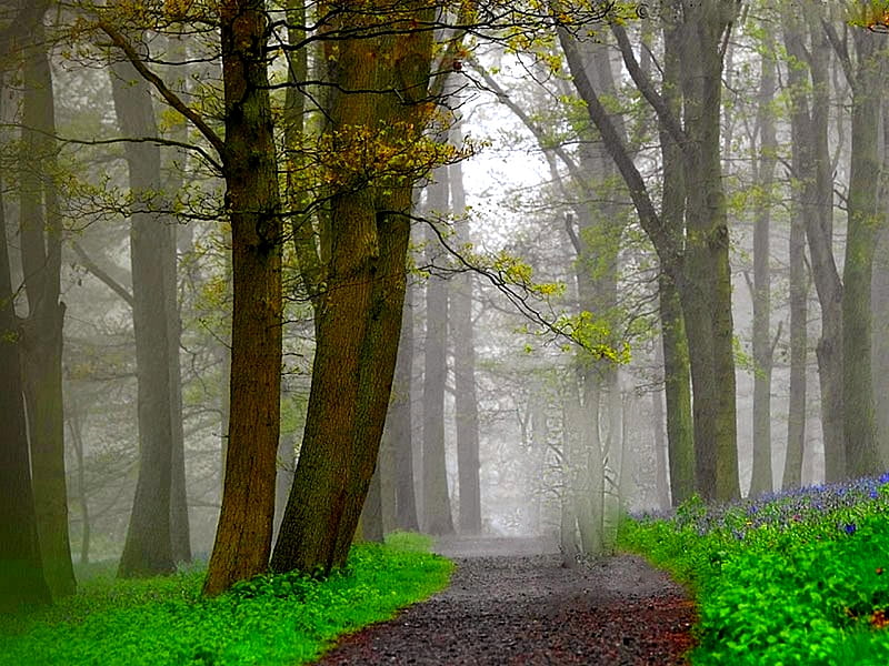 FOREST RAIN, forest, foggy, green, path, misty, rain, HD wallpaper