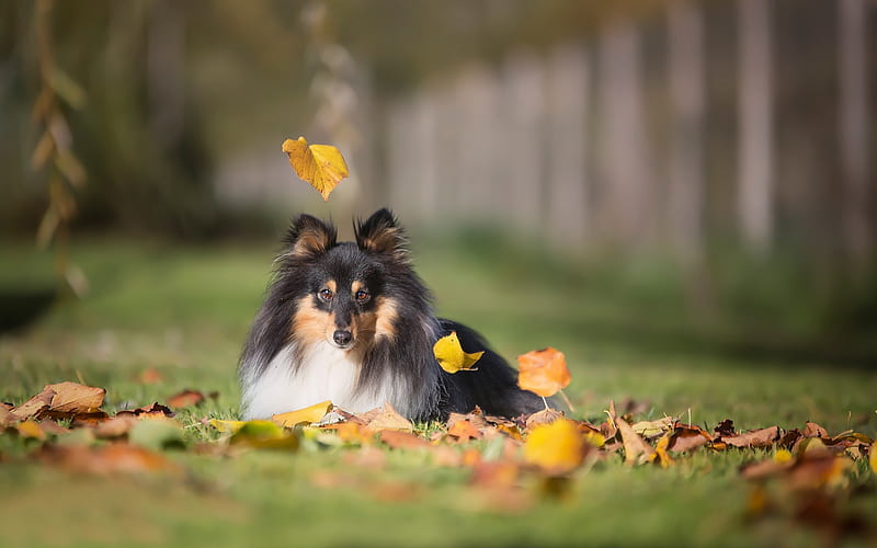 Sheltie, dog, autumn, shetland sheepdog, pets, green grass lawn, HD wallpaper