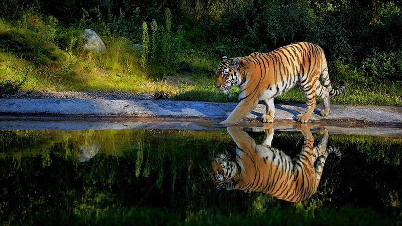 Tiger Walking On The Pond Way, tiger, animals, reflection, HD wallpaper