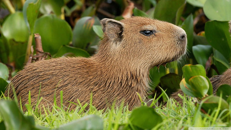 Download Capybara With Orange As Hat Wallpaper  Wallpaperscom