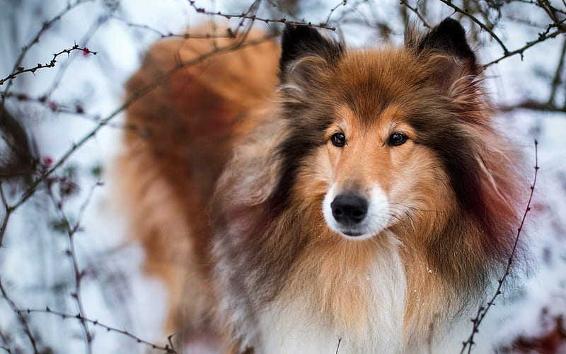 fluffy dog, collie, winter, snow, forest, cute animals, dog, HD wallpaper