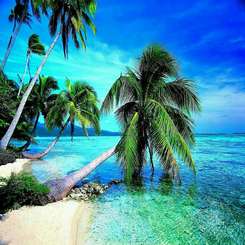 Beach, nature, sea, palms, HD phone wallpaper | Peakpx