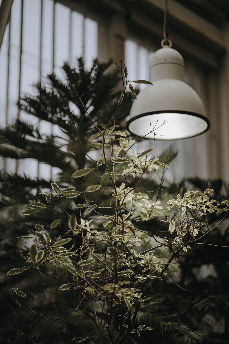 tree, plant, lamp, light, HD phone wallpaper