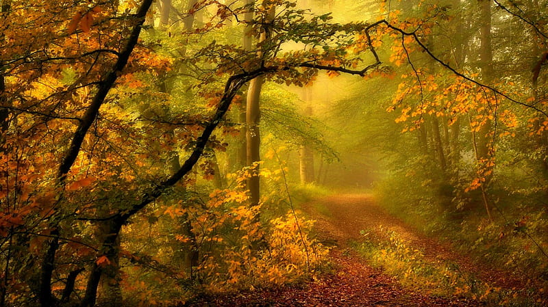 Ethereal, autum, forest, foggy, bonito, trees, mystic, magic sun lights ...