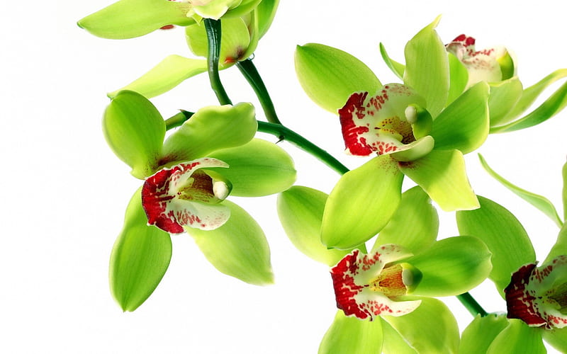 green orchids, tropical flowers, orchids branch, green flowers, orchid, HD wallpaper