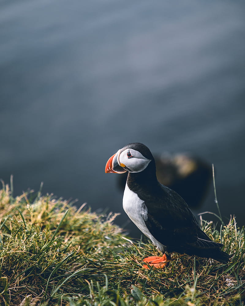 puffin, bird, grass, shore, wildlife, HD phone wallpaper