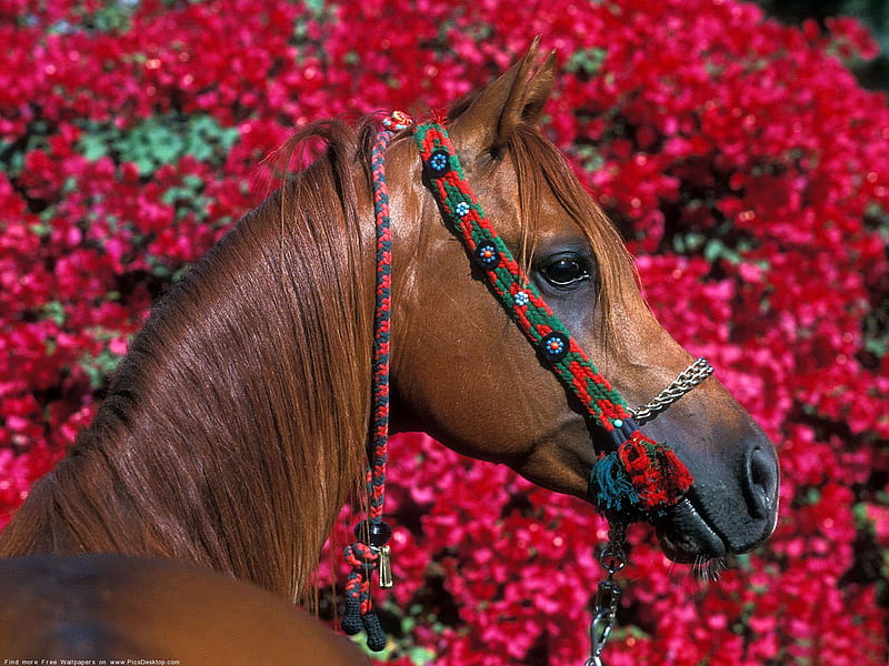 BEAUTIFUL GRAND HORSE MAJESTIC, foreground, background, flowers, horse, gorgeous, HD wallpaper